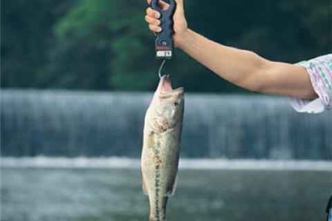 News & Tips: Weighing in on Fish Scale Choices