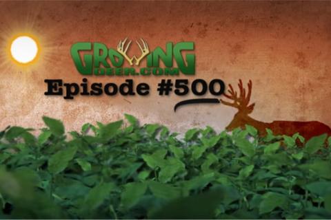 Graphic with one deer in field of soybeans for GrowingDeer.tv Episode #500 