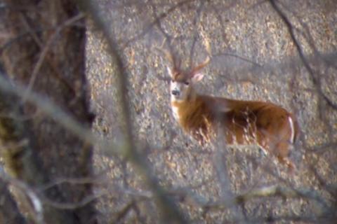 News & Tips: Deer Hunting Tactics Making Changes for the Season and Conditions  (video)...