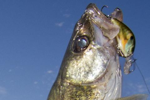 Trolling Weeds for Walleye