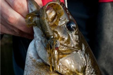 3 Reasons to Fish With Football Jigs for Fall Smallmouth