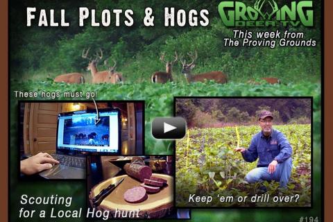 News & Tips: Fall Plots & Hogs