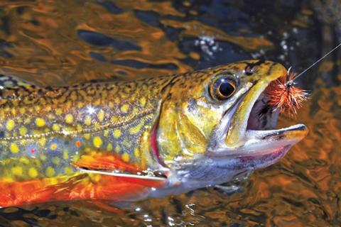 Fly-Casting In The Brook