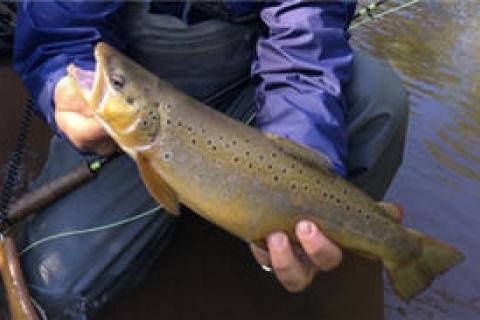News & Tips: How to Tie Killer Streamers for Fall Brown Trout Fishing...