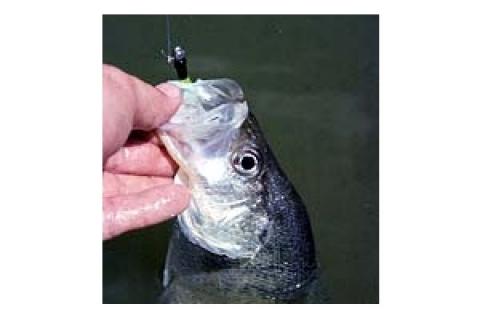 News & Tips: How to Fish for Oxbow Crappie