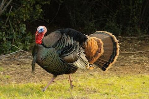 News & Tips: Examples of Turkey Sounds for Calling Turkey...