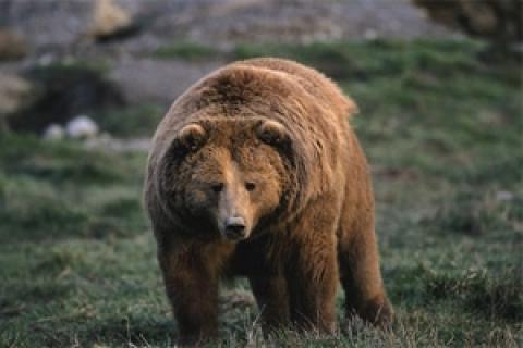 News & Tips: Hunting Safely in Bear Country