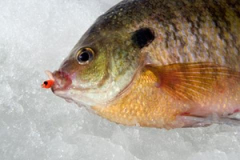 News & Tips: Itty Bitty Baits for Ice Fishing