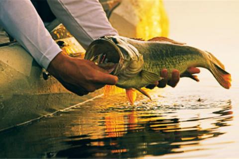 Angler in kayak holding bass above the water