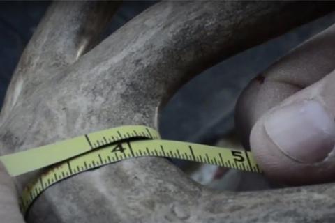 Close up a section of deer antler diameter being measured 