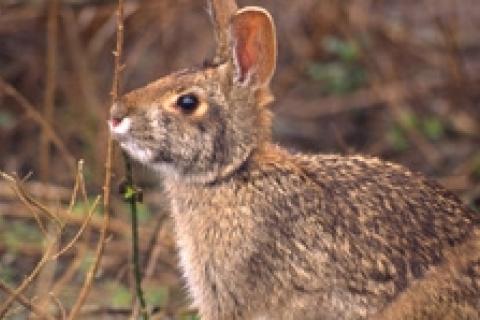 Rabbit sitting in the brush