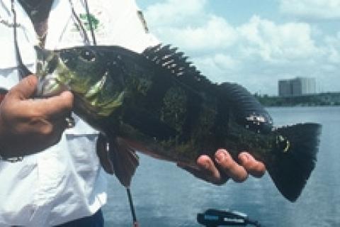 News & Tips: Florida's Neglected Peacock Bass Fishing...
