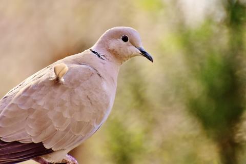 Dove in tree