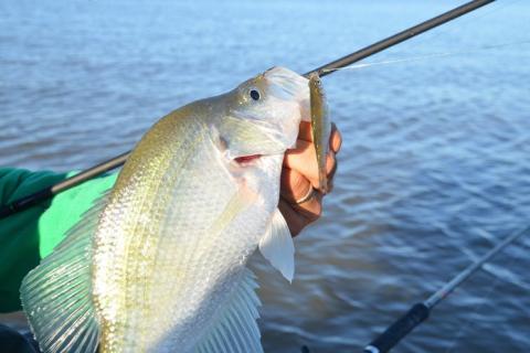 Frog Fishing And Topwater On Lake Chickamauga - Big Bass Caught