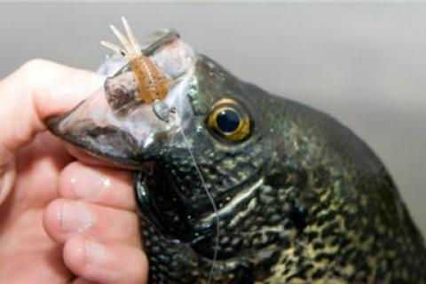 3 Jig Details that Catch More Spring Crappie