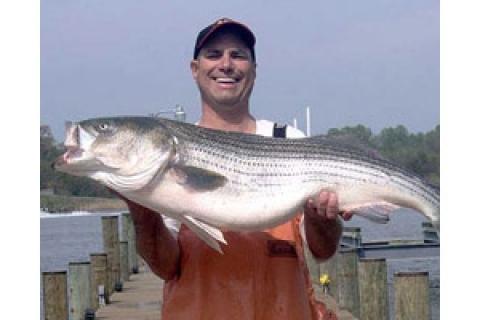 Spawning-Run Landlocked Striper Bass