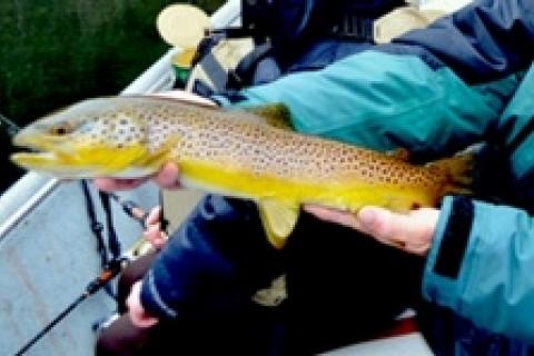 News & Tips: Early Spring Browns on the White River...