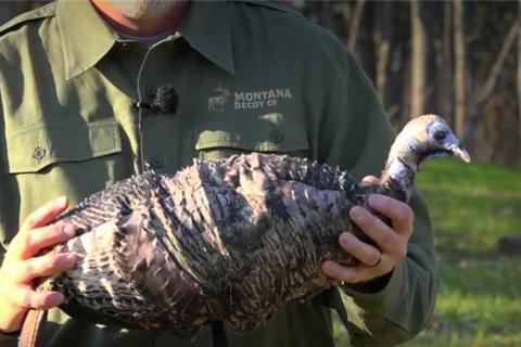 News & Tips: How To: Use Turkey Decoys, Frost Seeding Clover & More!  (video)...
