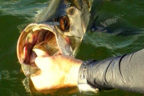 News & Tips: Travel Blog: Fishing Small Tarpon in Campeche, Mexico...