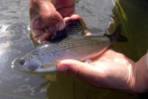 News & Tips: Artic Grayling in Yellowstone
