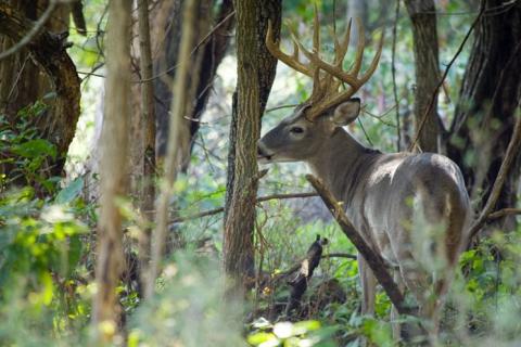 Whitetail Buck in the woods 