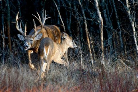 Deer: Copyright Denver Bryan/ Images On The Wildside 2016...