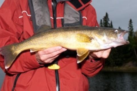 News & Tips: Tips for Weed-Living Walleye