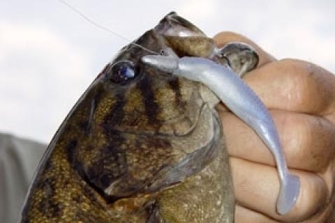 Two Soft Swimbait Styles That Will Catch River Smallmouth This Summer