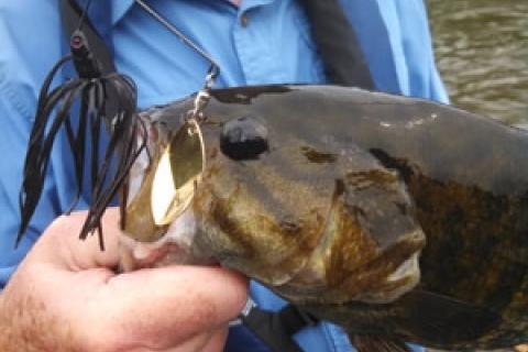 News & Tips: Spinnerbaits Get the Nod for Summertime Bass in Murky Rivers...