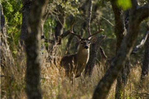 News & Tips: Think You’re an Expert at Rattling Whitetails? Take This Quiz and See!...