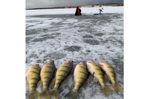 Early Ice Tipups (Ice Fishing) 