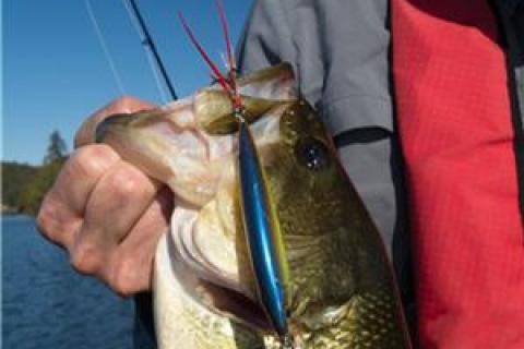 3 Places to Throw Jerkbaits for Fall Largemouth