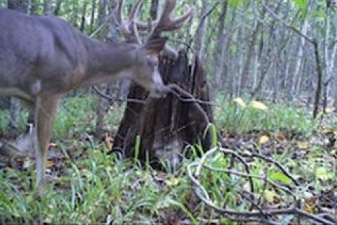 News & Tips: Pre-Season Deer Scouting