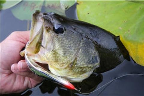News & Tips: 4 Reasons to Toss Weedless Spoons for Lily Pad Largemouth Bass...