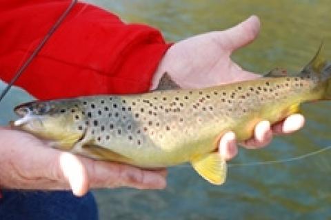 News & Tips: Jiggin' White River Browns