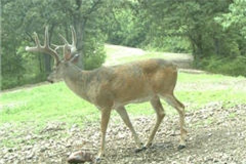 News & Tips: Deer Movement Related to Weather