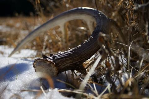 News & Tips: Start Scouting for Next Deer Season Now (video)...