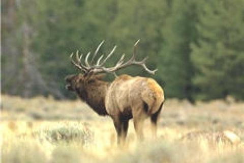 News & Tips: The New Elk Herds of the American East...