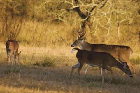 News & Tips: Pinpointing the Best Doe Group to Hunt Near During the Rut...