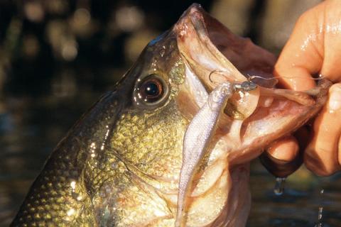 How To Catch More Shad (Plus Stay Safe): 8 Cast Net Tips