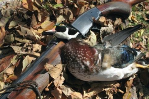 News & Tips: Wood Duck Wisdom