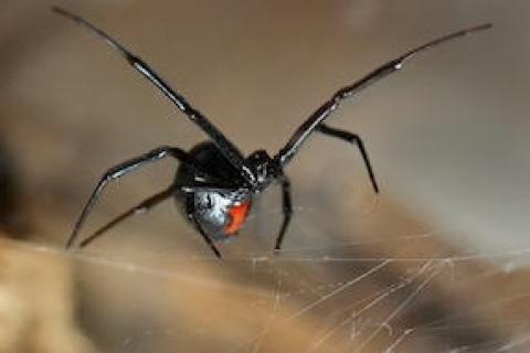 News & Tips: What You Need to Know About Poisonous Spiders in the U.S....
