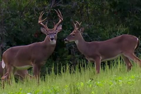 News & Tips: Bow Hunting Deer: Close The Distance!  (video)...
