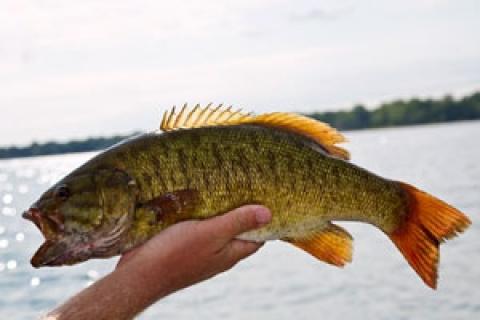 Angler holding Smallmouth Bass