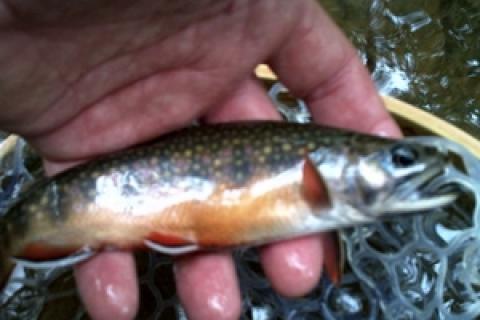News & Tips: Fall's Changing (Trout) Colors