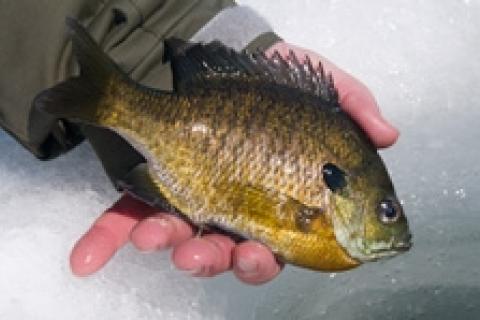 News & Tips: Late Ice Panfish Bonanza in Bays