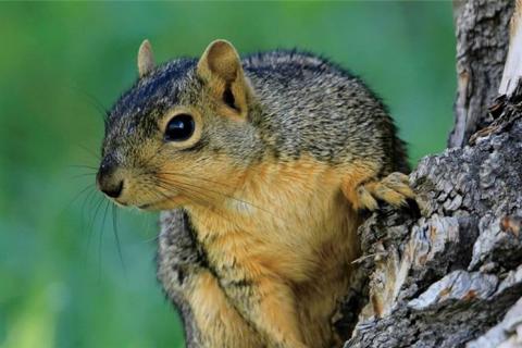Squirrel photo by Denver Bryan,Images on the Wildside...