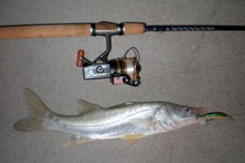 News & Tips: Travel Blog: Snook Fishing in Keewaydin Island, Florida...