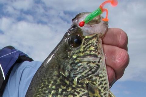 Crappie Fishing: Pattern Crappie in the Cabage