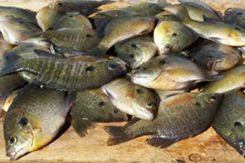 Springtime Panfish Transition